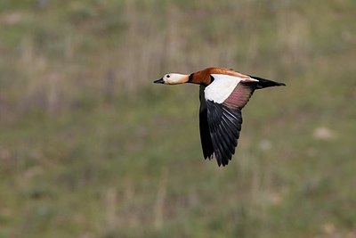 BUITEN BEELD Foto: 165661