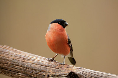 BUITEN BEELD Foto: 166689