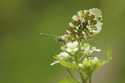 BUITEN BEELD Foto: 168187