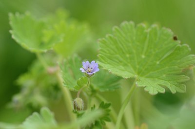 BUITEN BEELD Foto: 168276