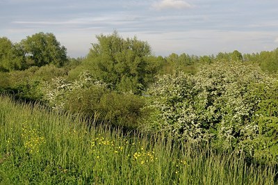 BUITEN BEELD Foto: 168836