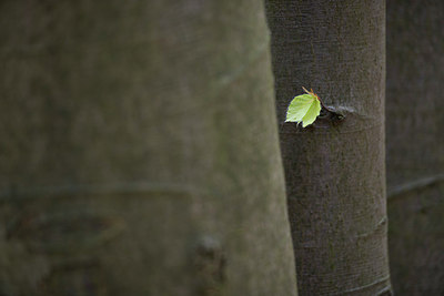 BUITEN BEELD Foto: 168862