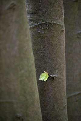 BUITEN BEELD Foto: 168864