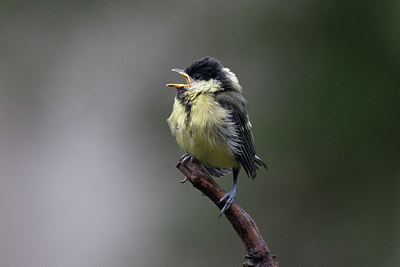 BUITEN BEELD Foto: 16648