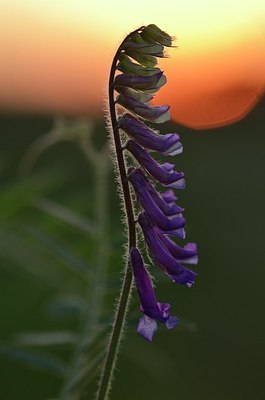 BUITEN BEELD Foto: 169621