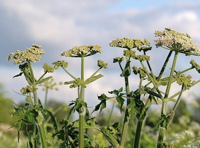 BUITEN BEELD Foto: 169762