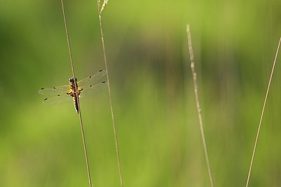 BUITEN BEELD Foto: 170256