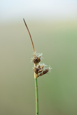 BUITEN BEELD Foto: 170872