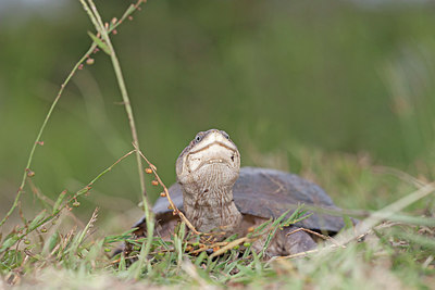 BUITEN BEELD Foto: 172410