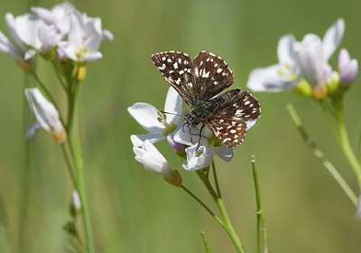 BUITEN BEELD Foto: 175248