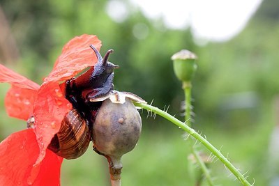 BUITEN BEELD Foto: 177144