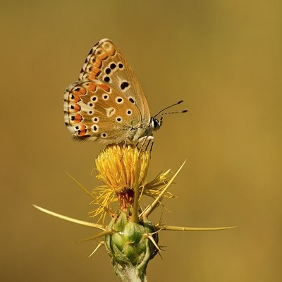 BUITEN BEELD Foto: 177829