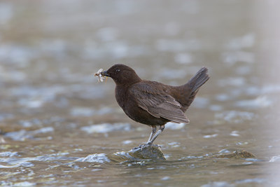 BUITEN BEELD Foto: 17811