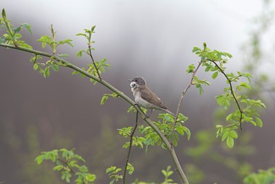 BUITEN BEELD Foto: 17844