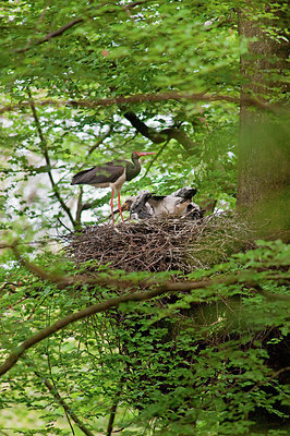 BUITEN BEELD Foto: 182523