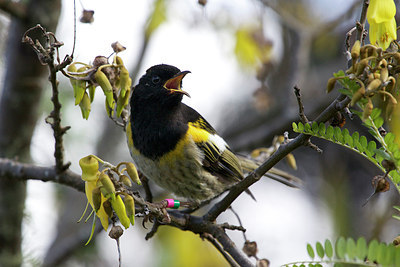 BUITEN BEELD Foto: 184538