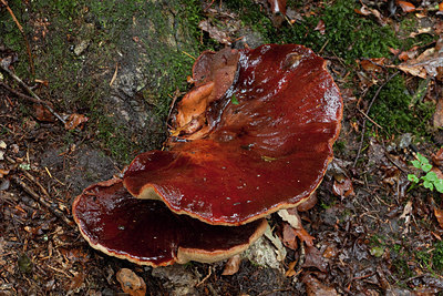 BUITEN BEELD Foto: 187681