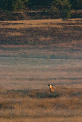 BUITEN BEELD Foto: 187767