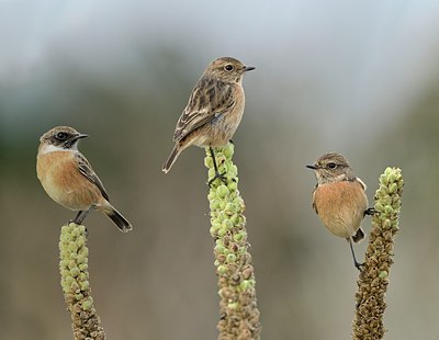 BUITEN BEELD Foto: 187817