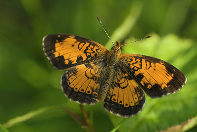 BUITEN BEELD Foto: 188326