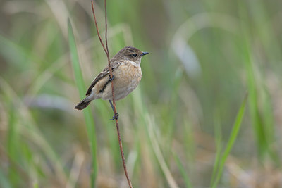 BUITEN BEELD Foto: 18038