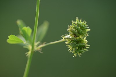 BUITEN BEELD Foto: 203375