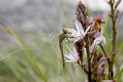 BUITEN BEELD Foto: 204227