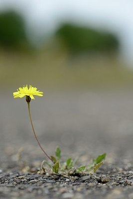 BUITEN BEELD Foto: 205429