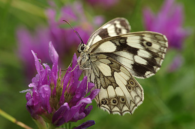 BUITEN BEELD Foto: 210586