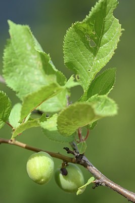 BUITEN BEELD Foto: 211106