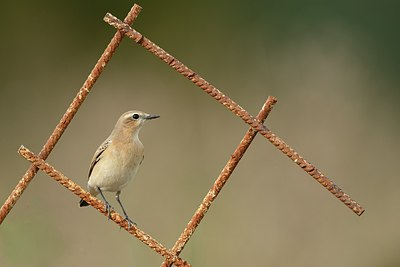 BUITEN BEELD Foto: 214313