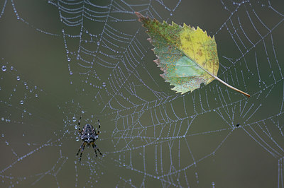 BUITEN BEELD Foto: 214358