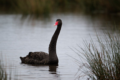 BUITEN BEELD Foto: 214560