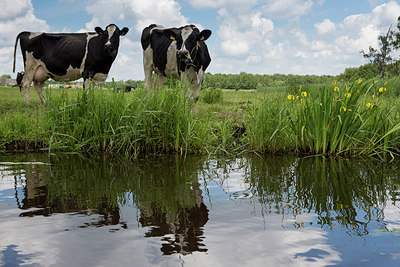 BUITEN BEELD Foto: 214851