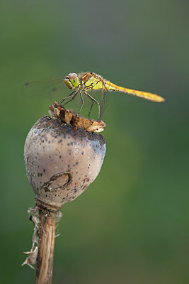 BUITEN BEELD Foto: 215730