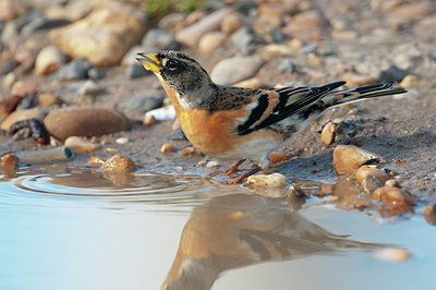 BUITEN BEELD Foto: 216008