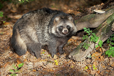 BUITEN BEELD Foto: 218481