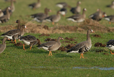 BUITEN BEELD Foto: 21605