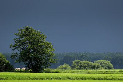 BUITEN BEELD Foto: 223099