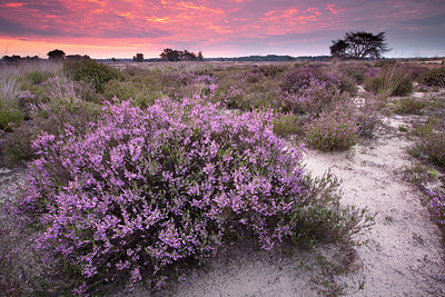 BUITEN BEELD Foto: 233587