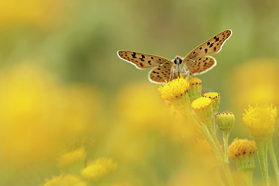 BUITEN BEELD Foto: 234572