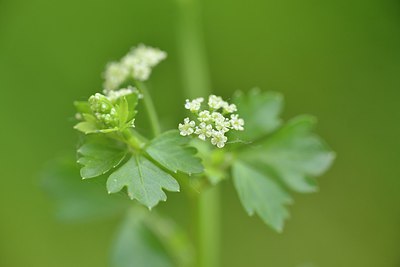 BUITEN BEELD Foto: 238765