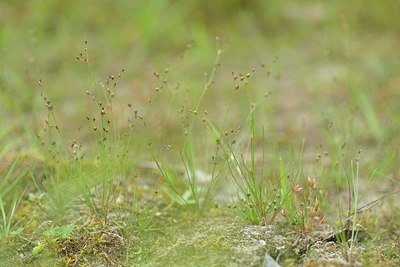 BUITEN BEELD Foto: 239441