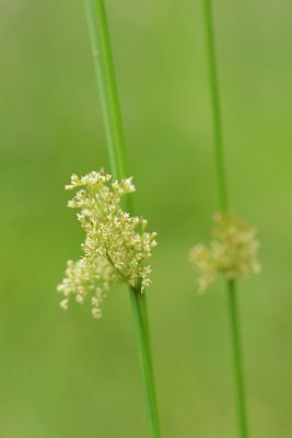 BUITEN BEELD Foto: 239449