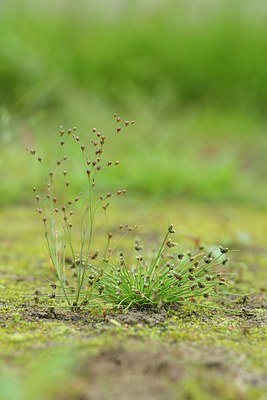 BUITEN BEELD Foto: 239452