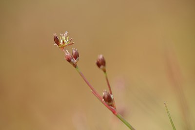 BUITEN BEELD Foto: 239972