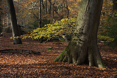 BUITEN BEELD Foto: 246664