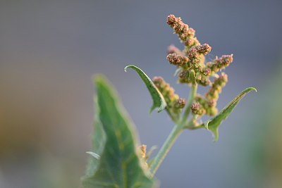 BUITEN BEELD Foto: 247957