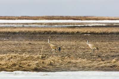 BUITEN BEELD Foto: 249636