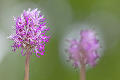 BUITEN BEELD Foto: 250087